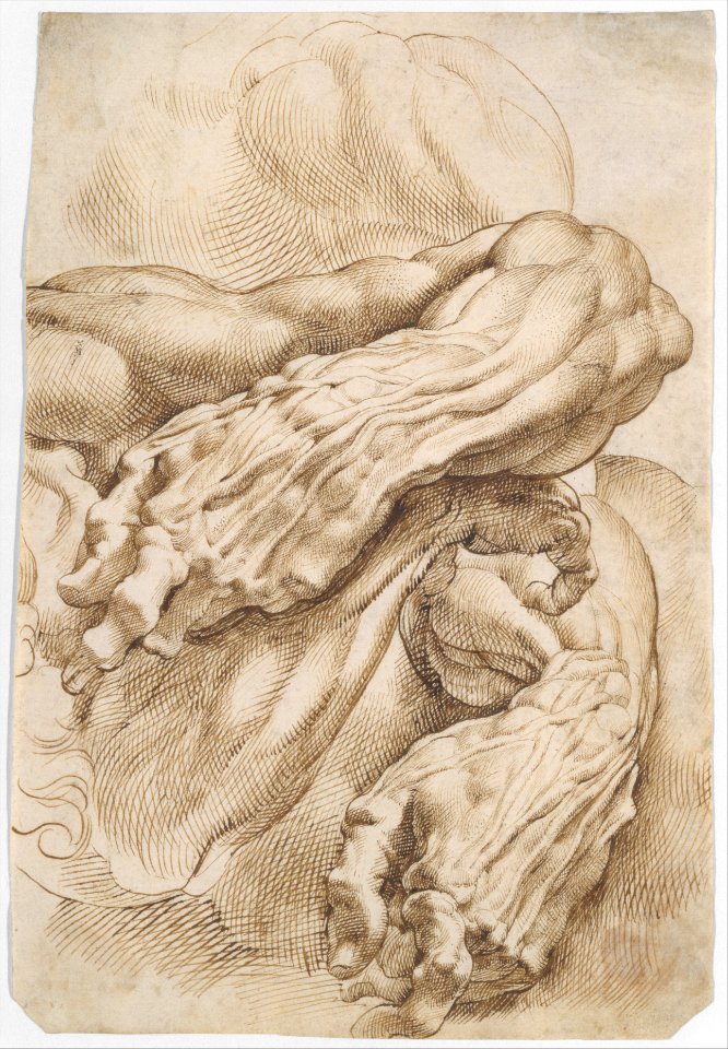 Anatomical Studies- a left forearm in two positions and a right forearm MET DT3993