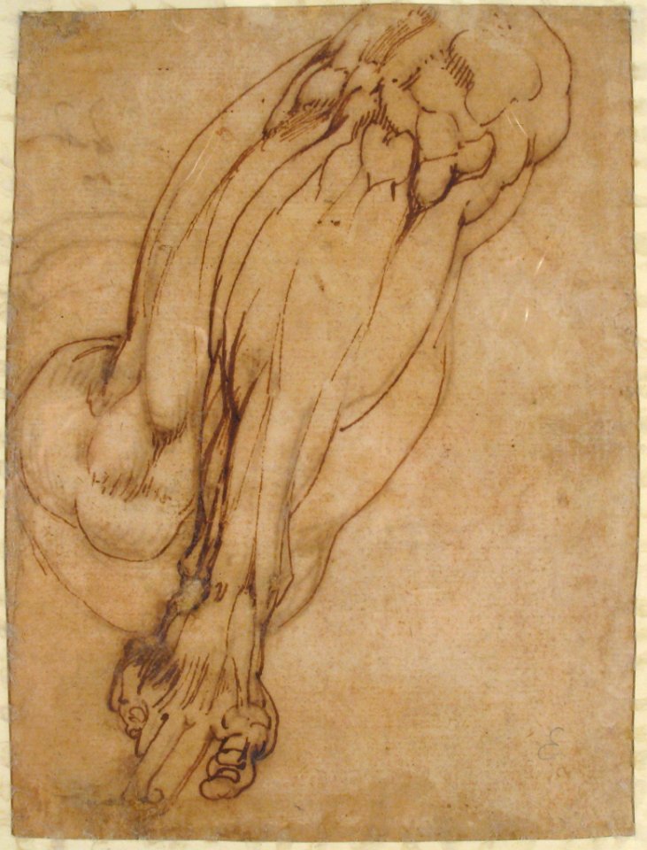Anatomical Studies of a Leg (recto); Study of a Leg (verso) MET 21.15.1 VERSO