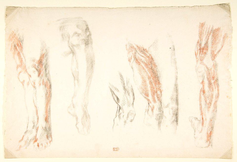 Anatomical Studies of Legs MET DP815492