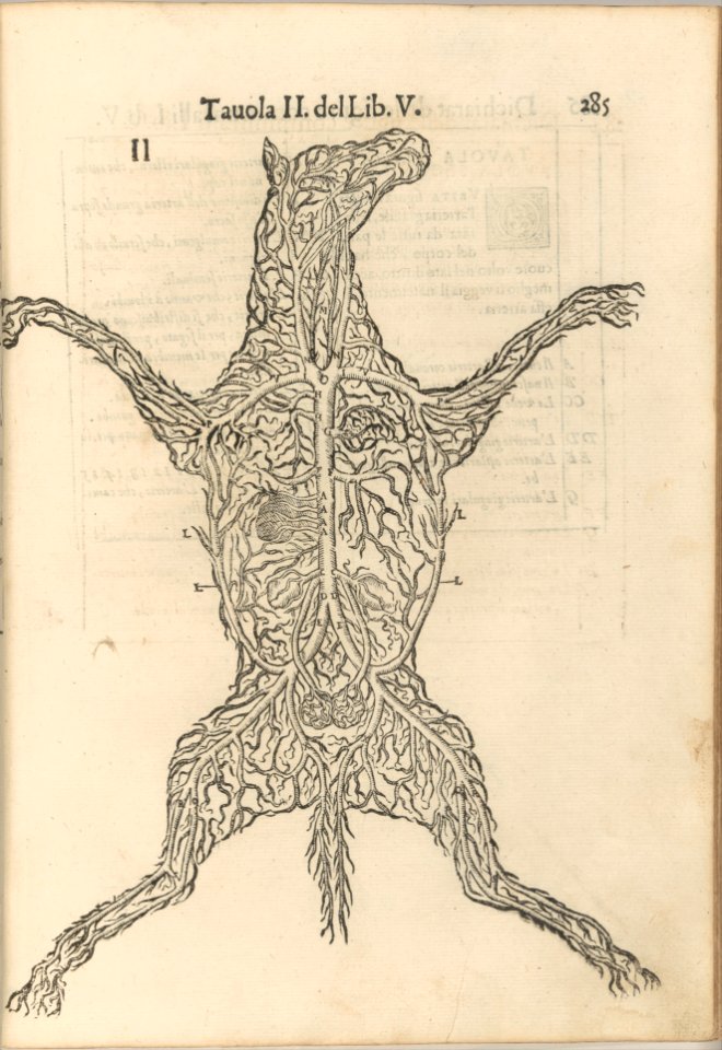 Anatomia del Cavallo. Infirmita del Cavallo MET DP257240