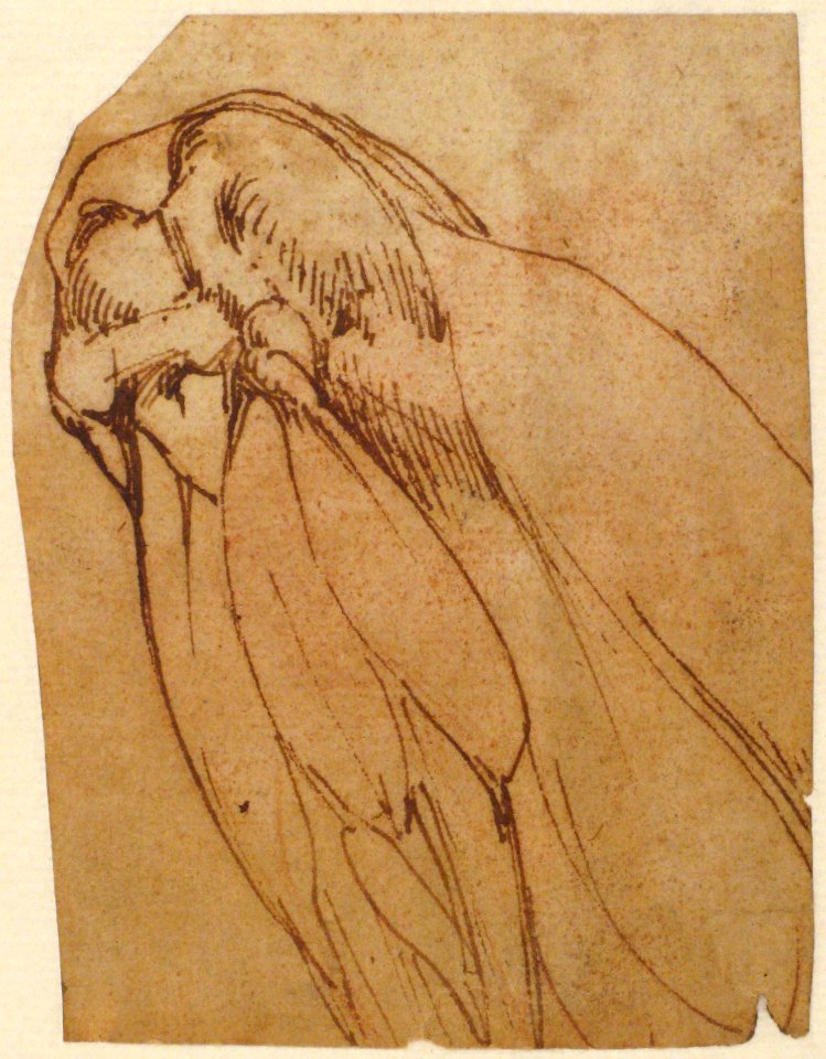 Anatomical Study of a Knee MET 21.15.2