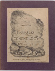 An Illustrated Introduction to Lamarck's Conchology Met DP884613