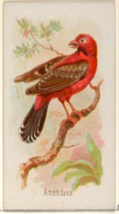 Amandava, from the Song Birds of the World series (N23) for Allen & Ginter Cigarettes MET DP835257