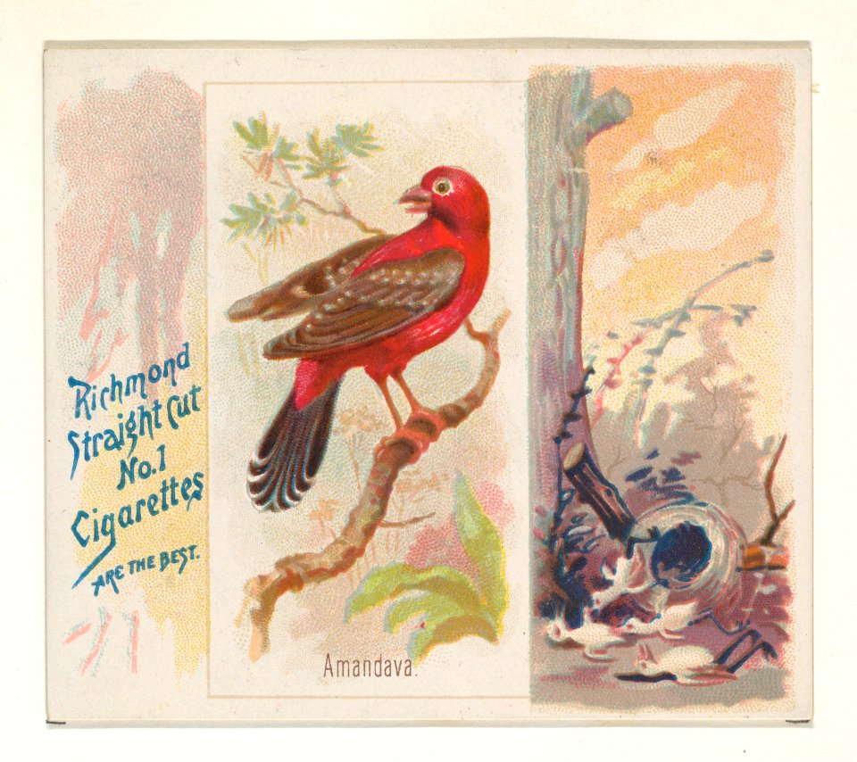 Amandava, from the Song Birds of the World series (N42) for Allen & Ginter Cigarettes MET DP839242