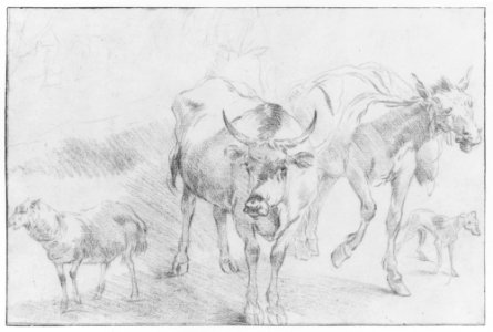 Animal Studies MET 263503 1997.433