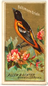 Baltimore Oriole, from the Birds of America series (N4) for Allen & Ginter Cigarettes Brands MET DP828751