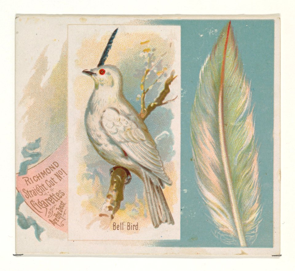 Bell Bird, from the Song Birds of the World series (N42) for Allen & Ginter Cigarettes MET DP839246