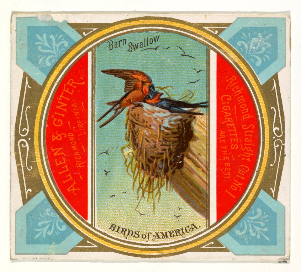 Barn Swallow, from the Birds of America series (N37) for Allen & Ginter Cigarettes MET DP838962