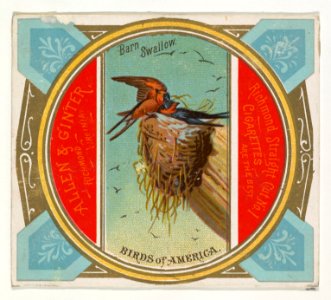 Barn Swallow, from the Birds of America series (N37) for Allen & Ginter Cigarettes MET DP838962