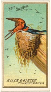 Barn Swallow, from the Birds of America series (N4) for Allen & Ginter Cigarettes Brands MET DP828752