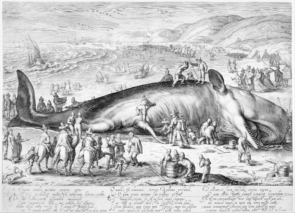 Beached Whale MET 268951