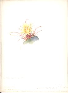 Barrel Cactus MET DP808522