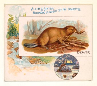 Beaver, from Quadrupeds series (N41) for Allen & Ginter Cigarettes MET DP839194