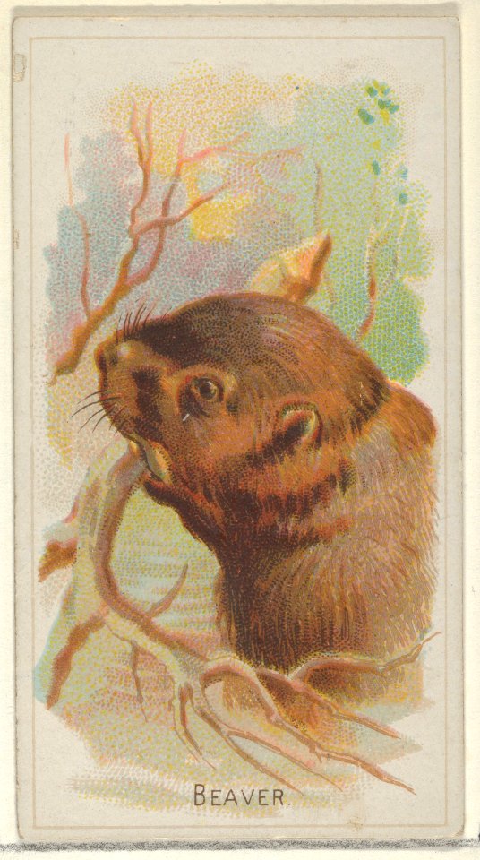 Beaver, from the Wild Animals of the World series (N25) for Allen & Ginter Cigarettes MET DP836477