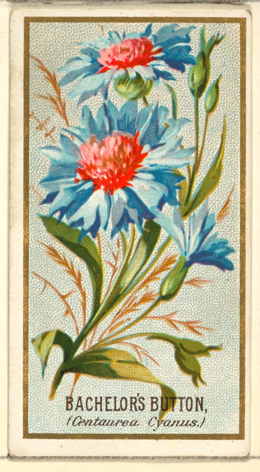 Bachelor's Button (Centaurea Cyanus), from the Flowers series for Old Judge Cigarettes MET DP822024