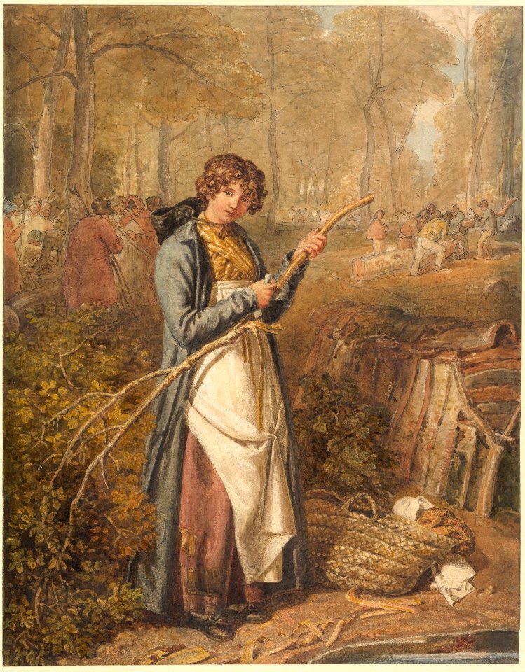 Barking Timber in Wychwood Forest, Oxfordshire MET DP829474