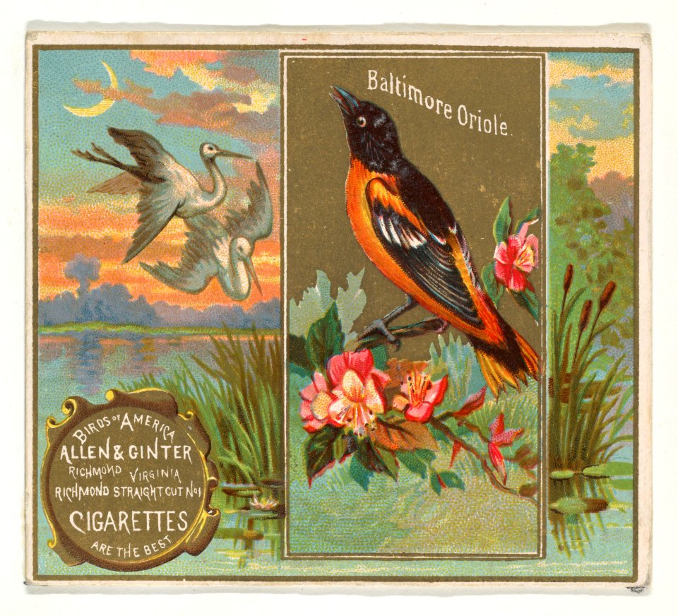 Baltimore Oriole, from the Birds of America series (N37) for Allen & Ginter Cigarettes MET DP838961