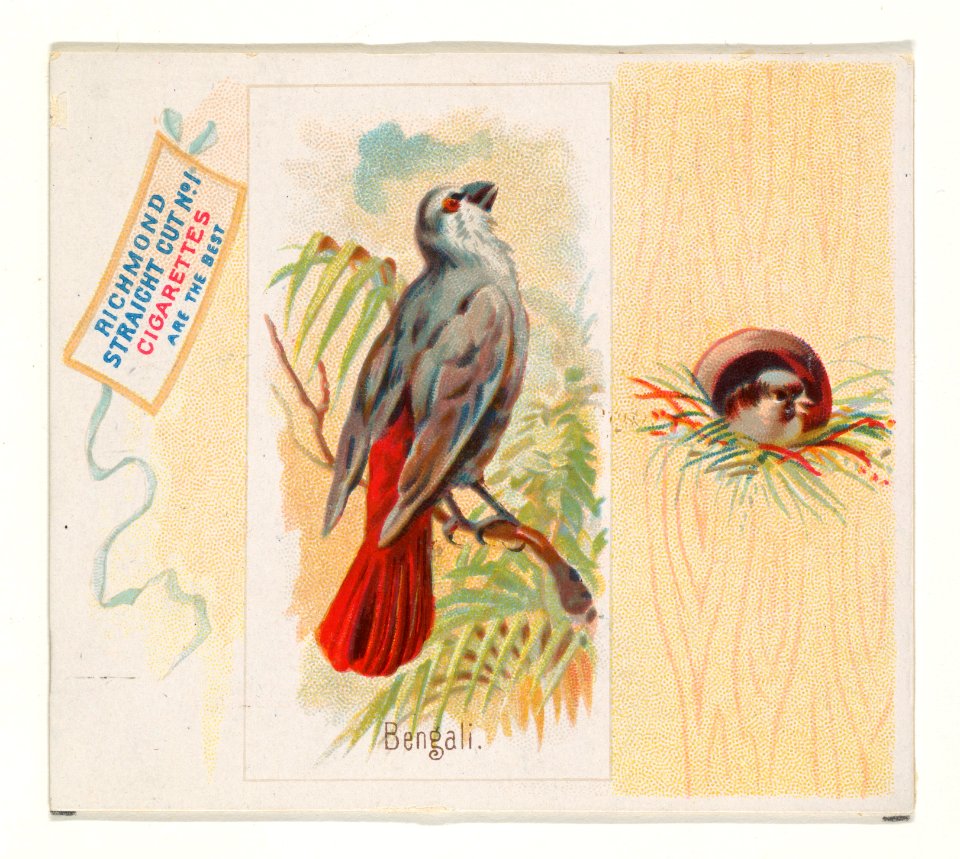 Bengali, from the Song Birds of the World series (N42) for Allen & Ginter Cigarettes MET DP839247