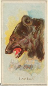 Black Bear, from the Wild Animals of the World series (N25) for Allen & Ginter Cigarettes MET DP836478