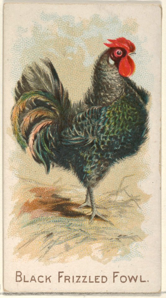 Black Frizzled Fowl, from the Prize and Game Chickens series (N20) for Allen & Ginter Cigarettes MET DP835059