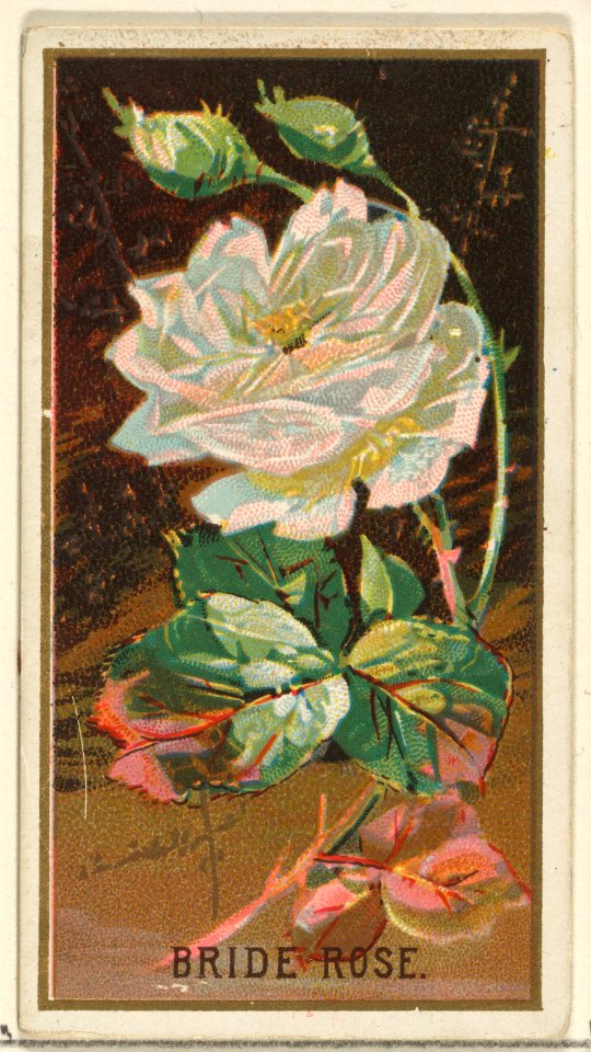Bride Rose, from the Flowers series for Old Judge Cigarettes MET DP822018