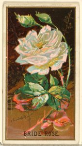 Bride Rose, from the Flowers series for Old Judge Cigarettes MET DP822018