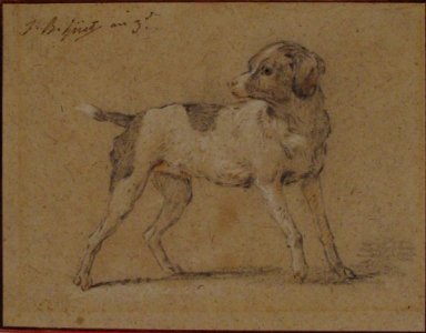 Black and White Dog, Head Turned to the Left MET 64.244