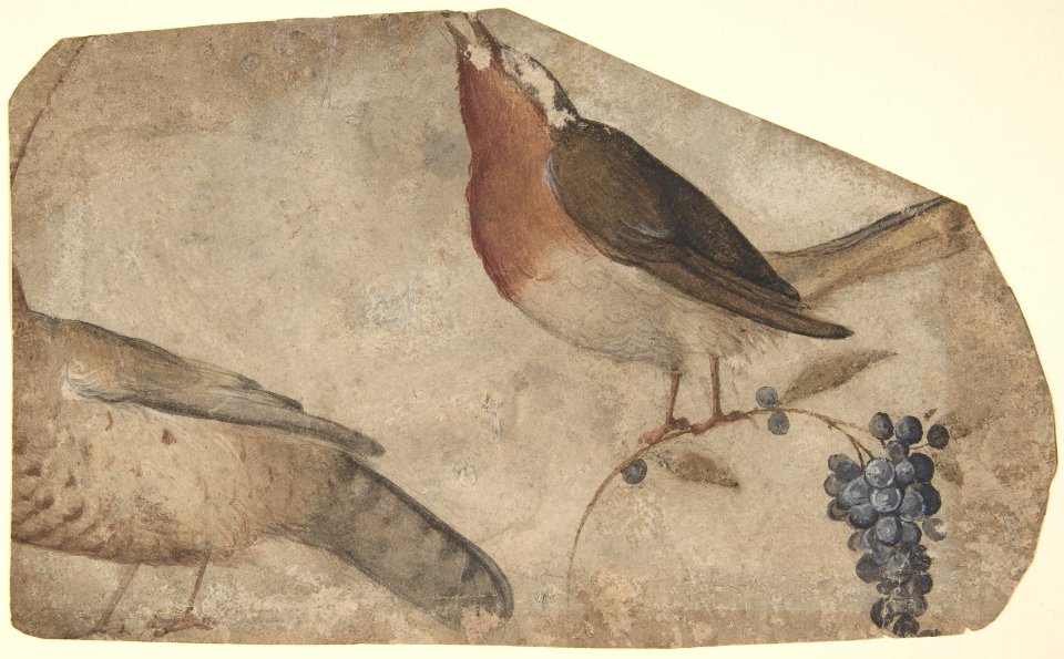 Bird Eating Grapes (recto); Tigress (verso) MET DP809962