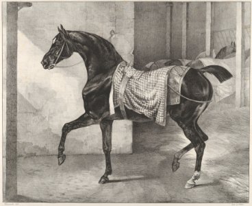 Black Horse Tethered in a Stable MET DP837365