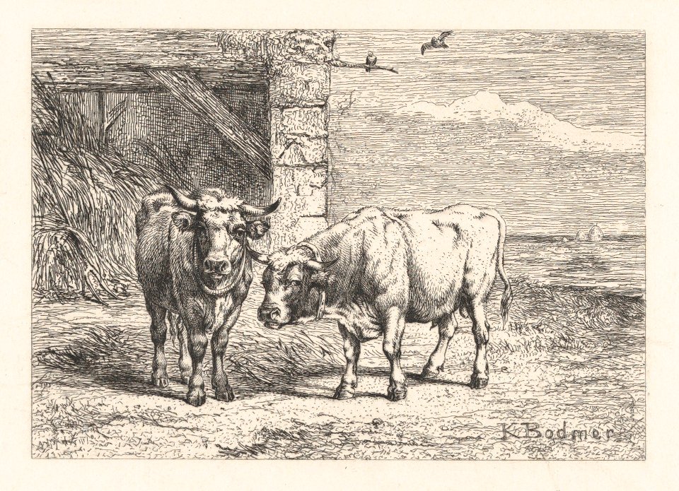 Bulls MET DP874279