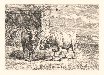 Bulls MET DP874279