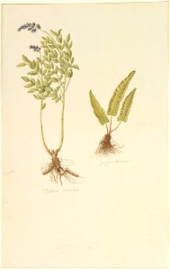 Botanical Studies (recto); Botanical Studies (verso) MET DP823482