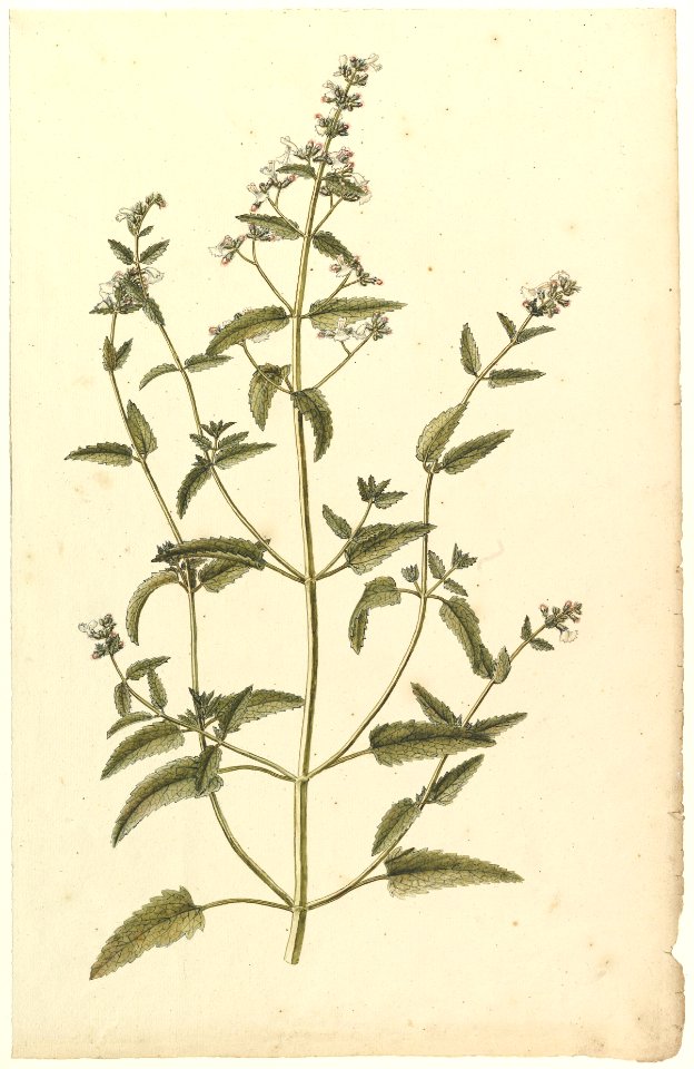 Botanical Study with a Species of the Nettle Family (genus Urtica) MET DP823477