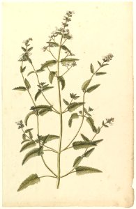 Botanical Study with a Species of the Nettle Family (genus Urtica) MET DP823477
