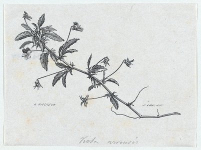 Botanical illustration- Viola arvensis MET DP875312