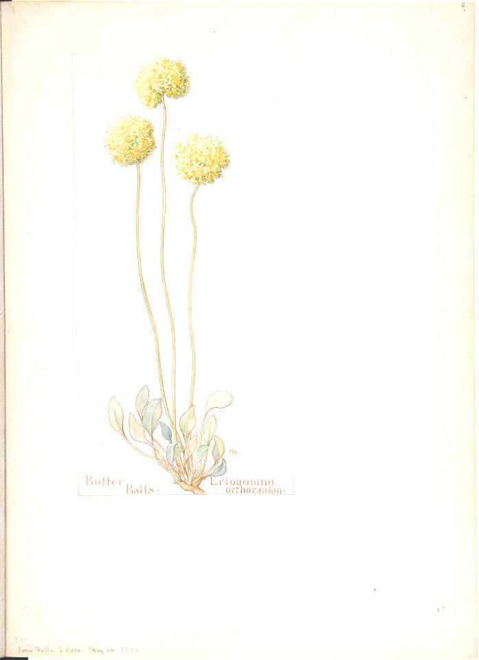 Butter Balls, Eriogonum orthocaulon MET DP808342