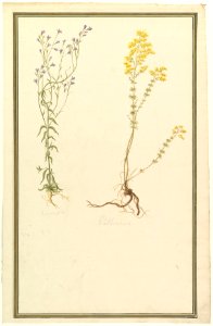 Botanical Studies MET DP823474