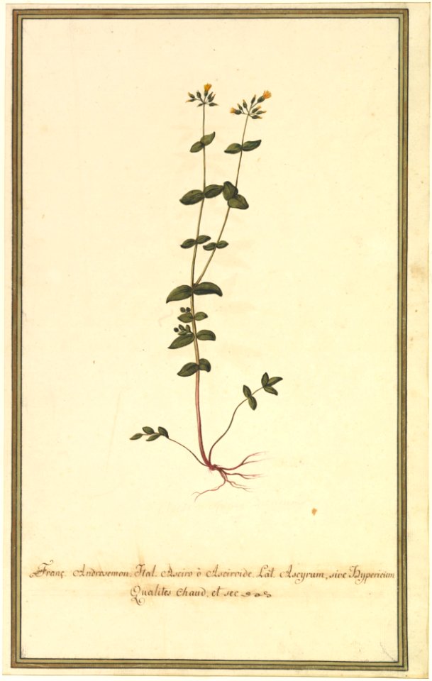 Botanical Study of a type of Yellow Gentian (genus Gentiana Major) (recto); Botanical Study of the Ascyrum Hypericoides (verso) MET DP823480