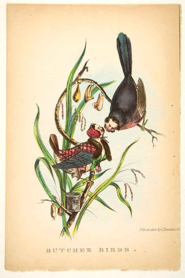 Butcher Birds, from The Comic Natural History of the Human Race MET DP813084