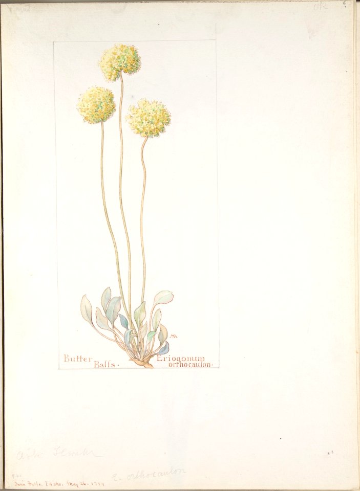 Butter Balls, Eriogonum orthocaulon MET DP808301