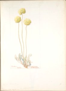Butter Balls, Eriogonum orthocaulon MET DP808301