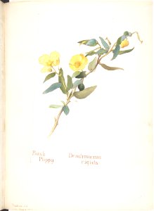 Bush Poppy, Dendromecon rigida MET DP808536