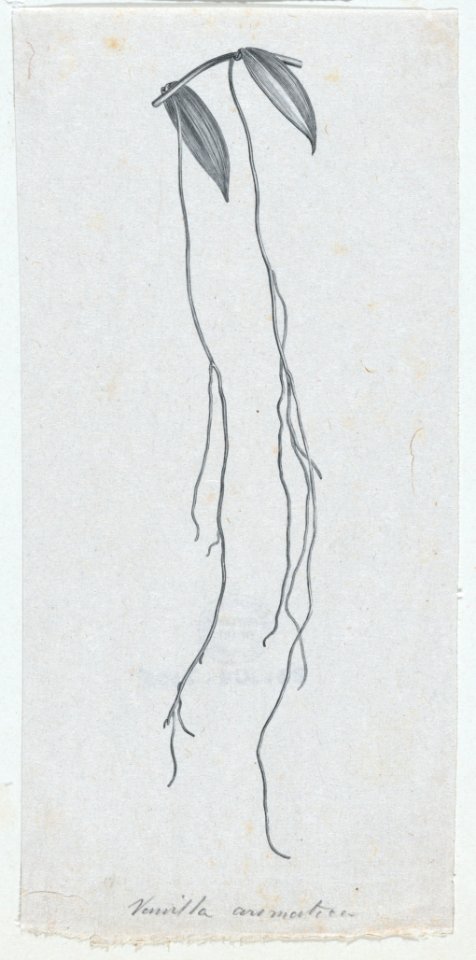 Botanical illustration- Vanilla aromatica MET DP875314