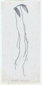 Botanical illustration- Vanilla aromatica MET DP875314