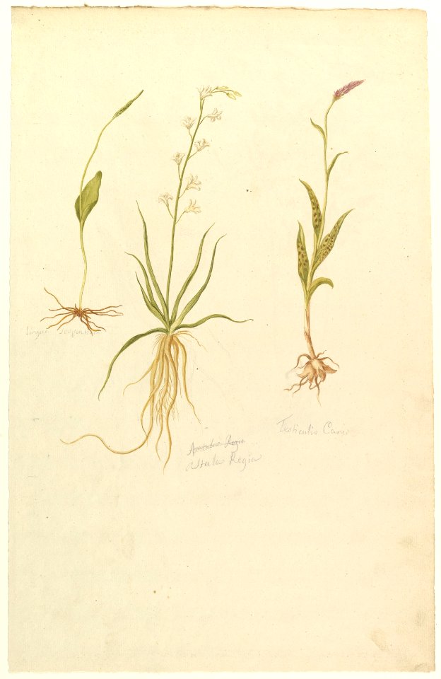 Botanical Studies (recto); Botanical Studies (verso) MET DP823471