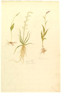 Botanical Studies (recto); Botanical Studies (verso) MET DP823471