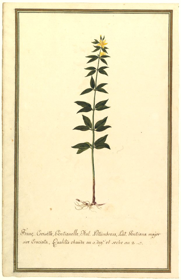 Botanical Study of a type of Yellow Gentian (genus Gentiana Major) (recto); Botanical Study of the Ascyrum Hypericoides (verso) MET DP823476