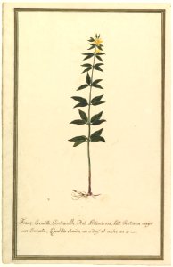Botanical Study of a type of Yellow Gentian (genus Gentiana Major) (recto); Botanical Study of the Ascyrum Hypericoides (verso) MET DP823476