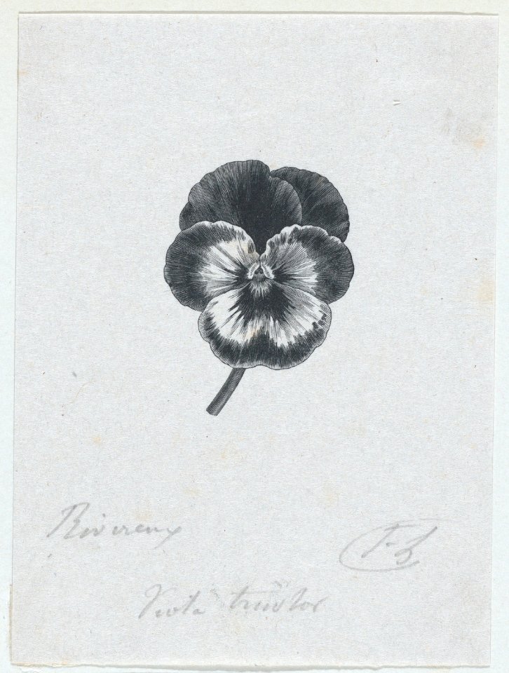Botanical illustration- Viola tricolor MET DP875311