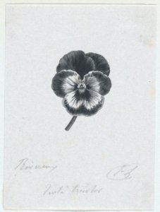 Botanical illustration- Viola tricolor MET DP875311